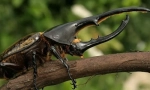 Najjači insekti